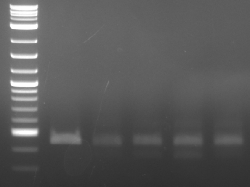 ④ PCR Amplification