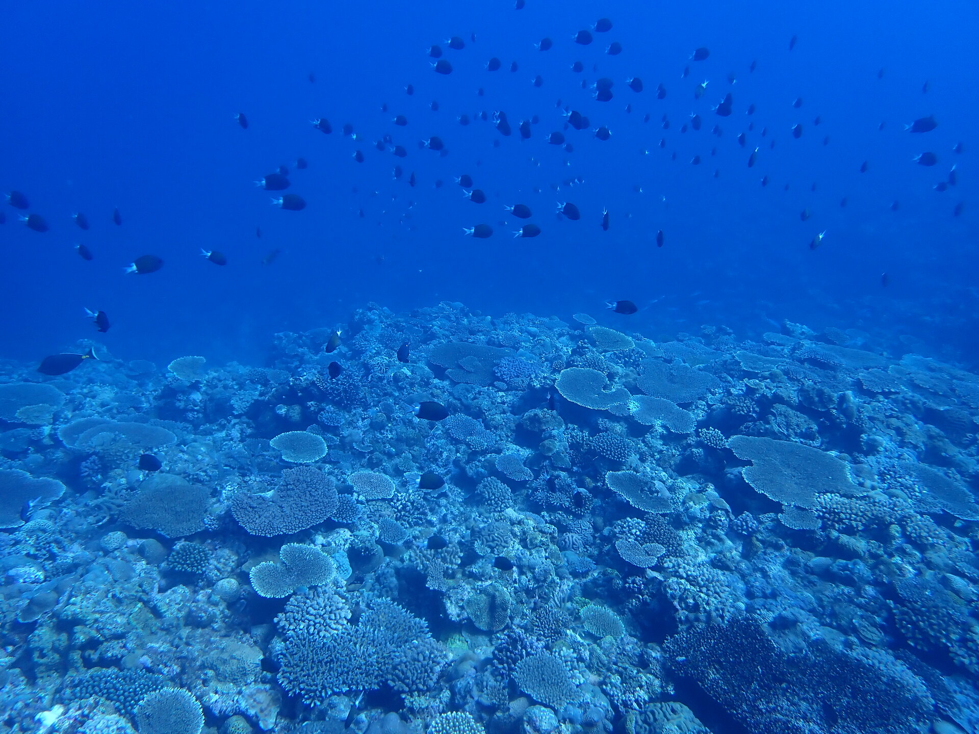 Okinawa Coral