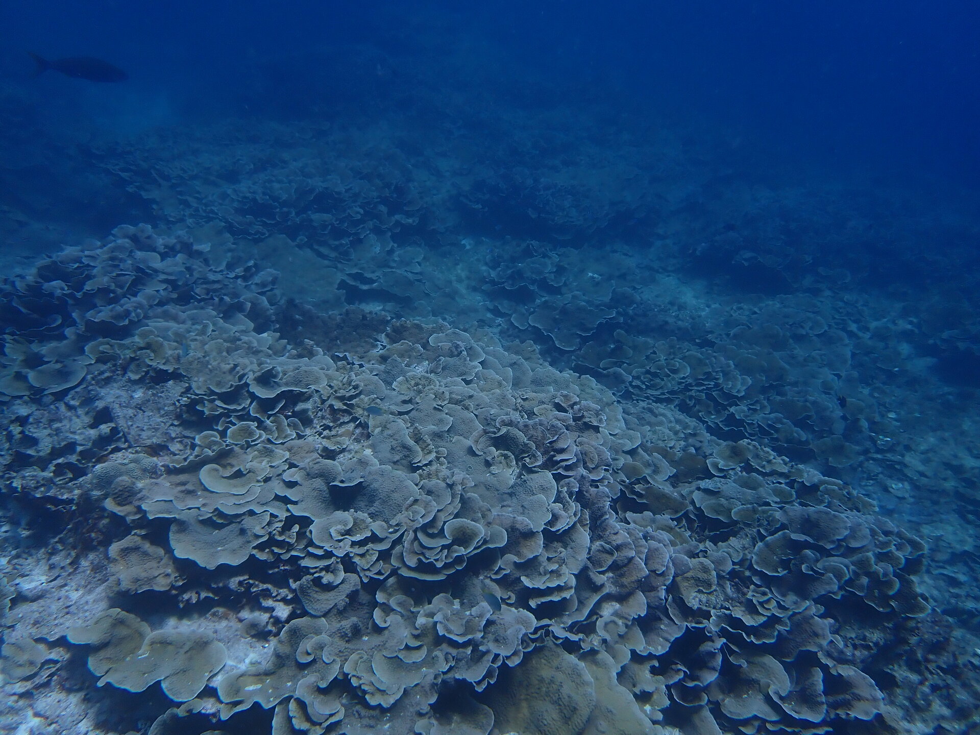 Kume Island