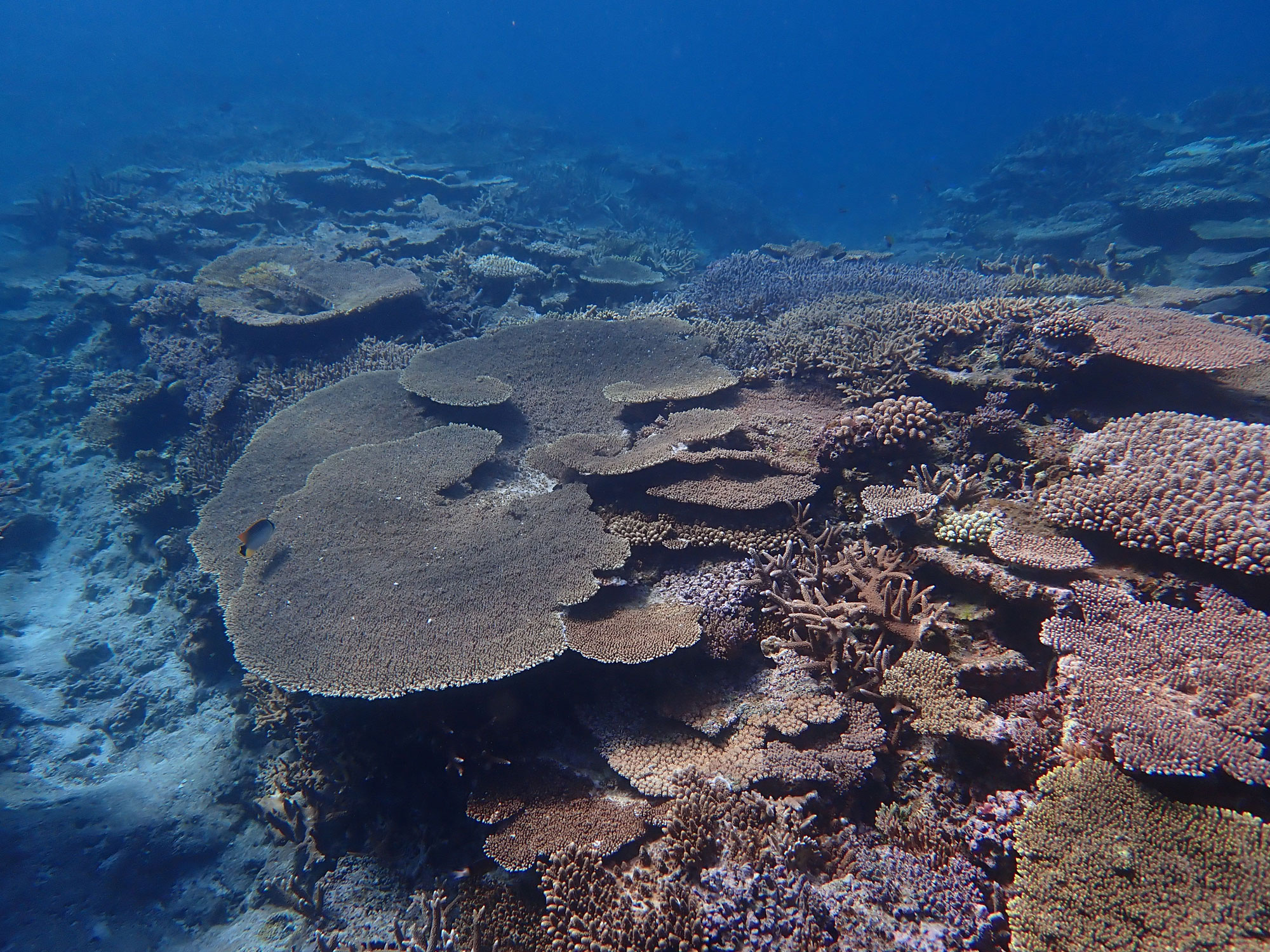 the Iheya - Izena Islands