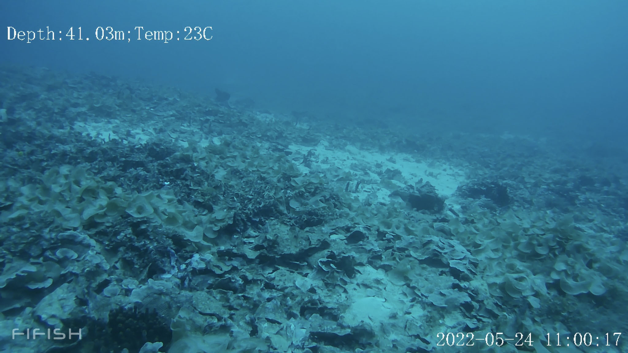 Kerama mesophotic