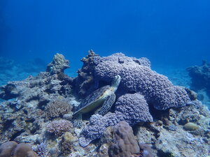 Coral Photo Gallery