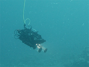 Mesophotic sea corals